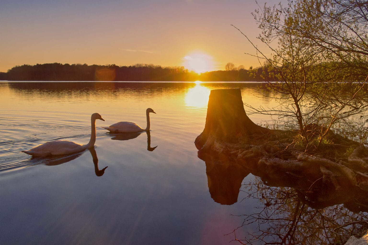 Twee zwanen op de Sechs-Seen-Platte in Duisburg tijdens de zonsondergang