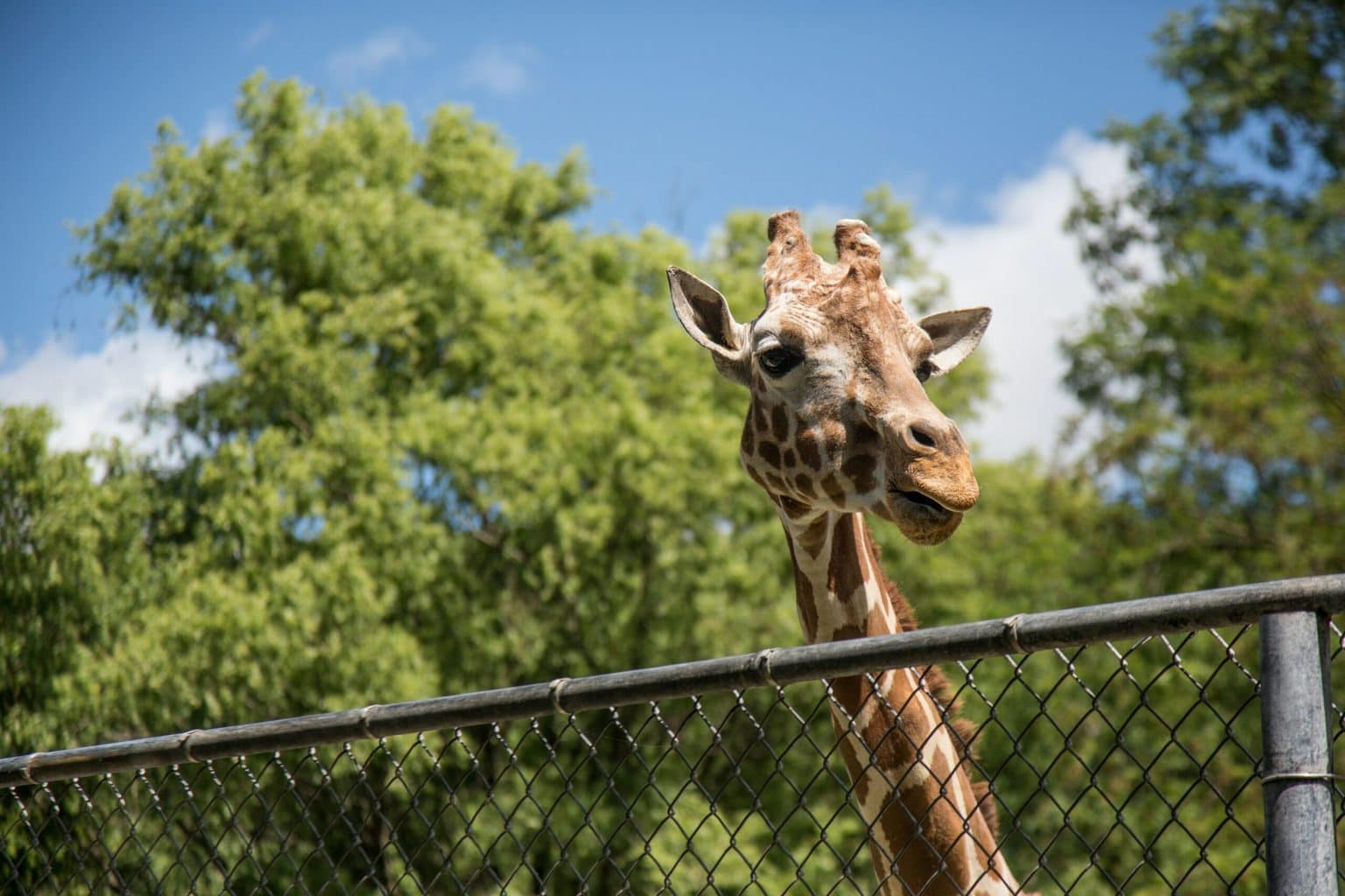 Een giraf kuit boven een hek uit in de direntuin, een van de vijf topattracties in Braunschweig voor gezinnen