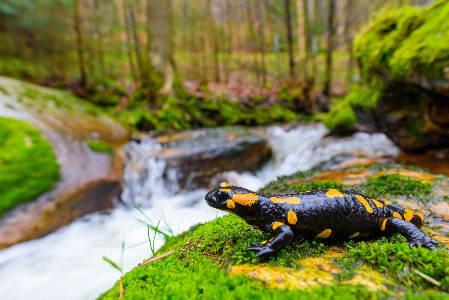 Een salamander op het mos kijkt naar een beekje in her Beierse Woud