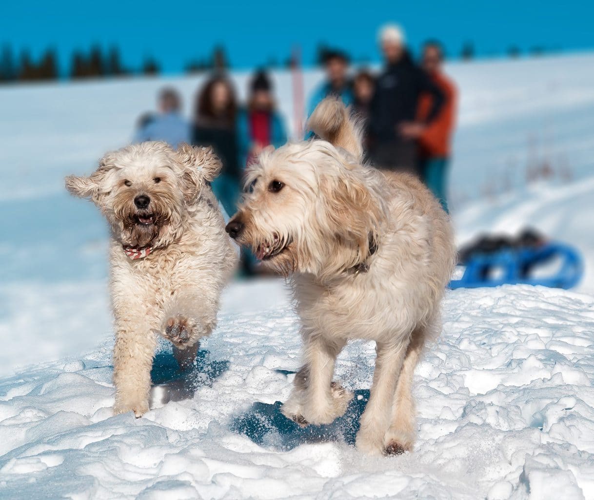 Honden spelen in de sneeuw in Duitsland