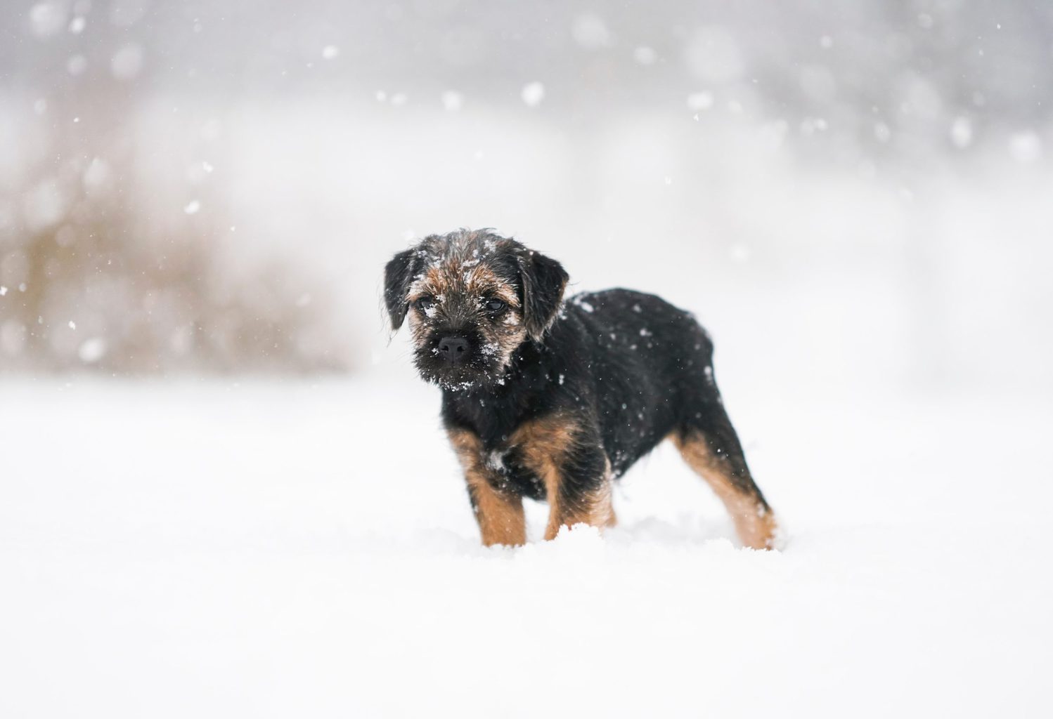 Een hondje in de nieuwe sneeuw