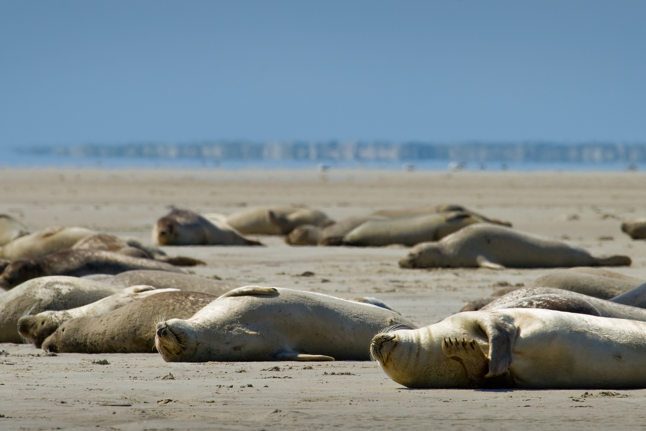 Zeehonden op het strand van een Duits waddeneiland