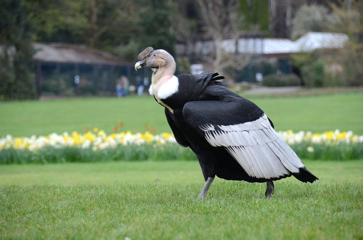 Een Condor na een vliegshow in Vogelpark Walsrode in Duitsland