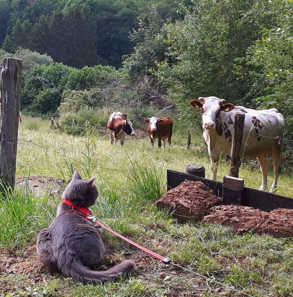 Een poes kijkt naar een koe vlak bij het tweede huis in de Eifel