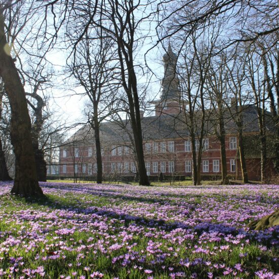 Duizenden krokussen bloeien paars in het kasteelpark van Husum