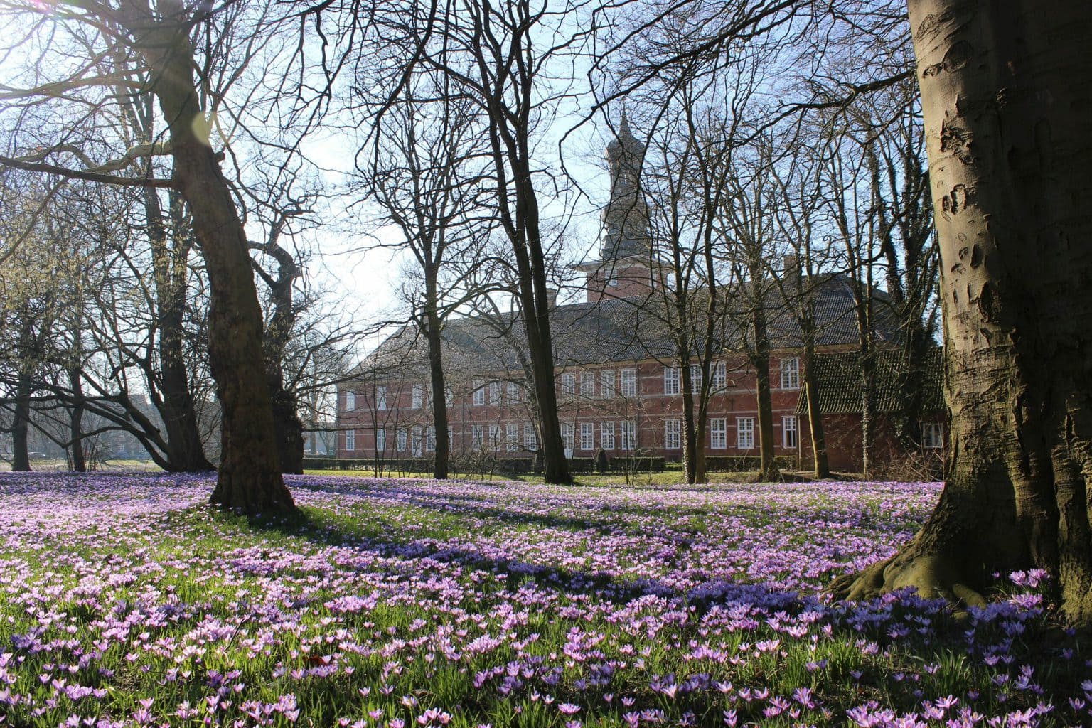 Duizenden krokussen bloeien paars in het kasteelpark van Husum