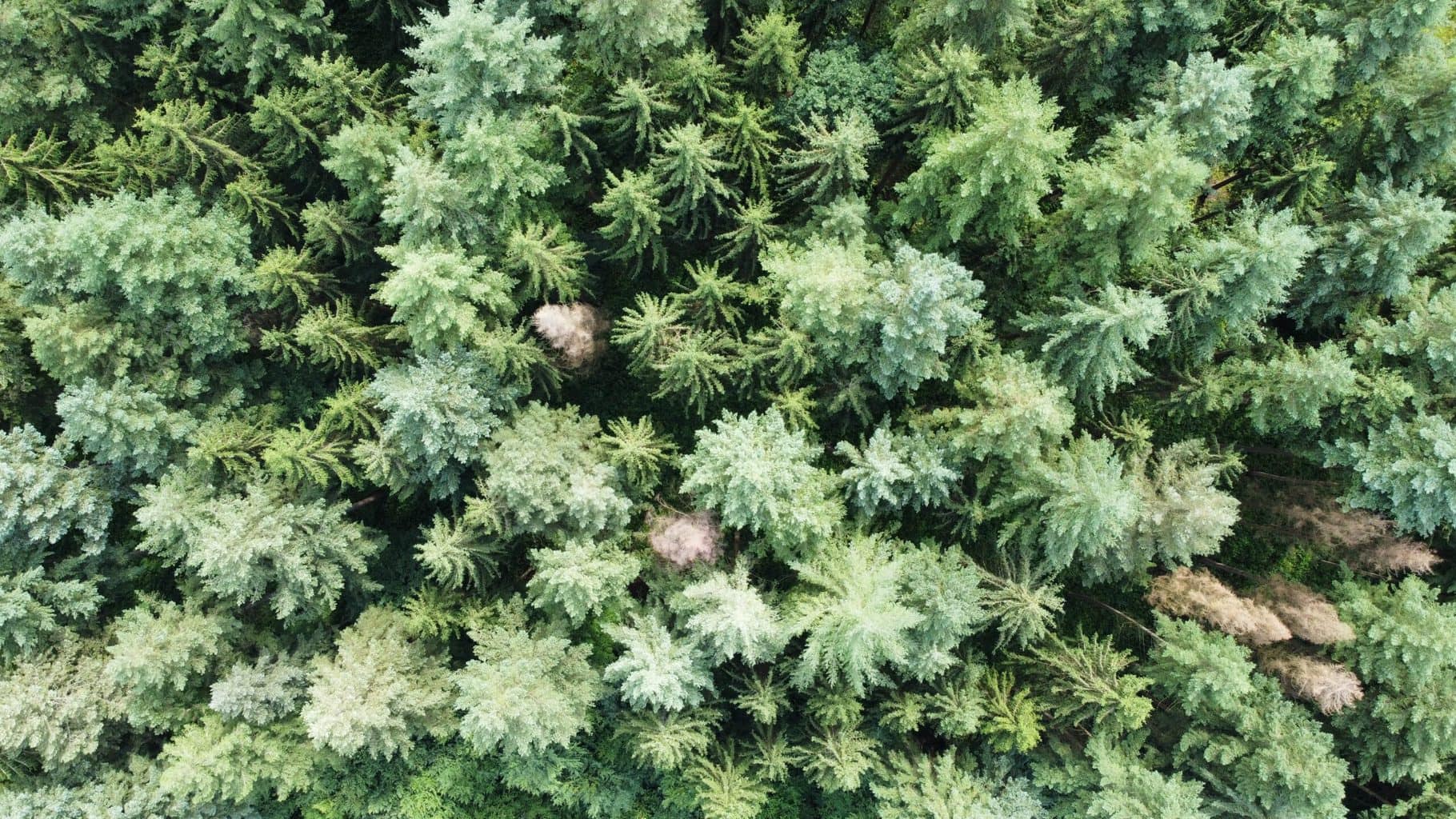 Een droneshot van bomen in het Odenwald in Duitsland