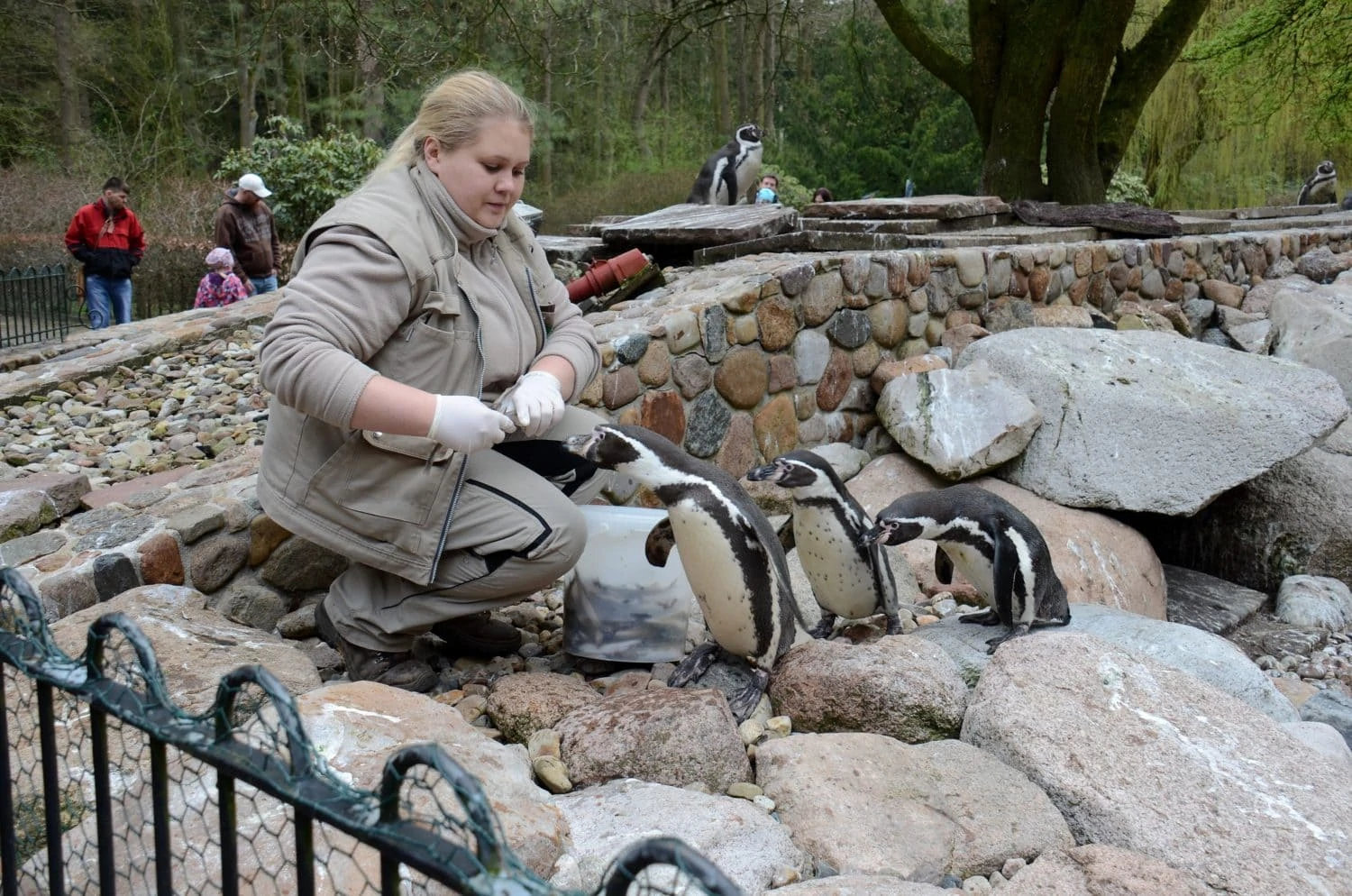 Pinguinen worden gevoed in een dierentuin voor vogels in het Duitse Walsrode