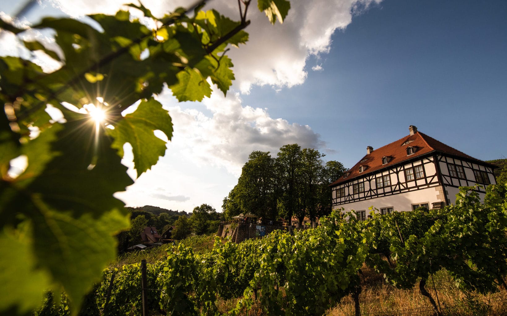 Wijngaard van wijnboer Hofloessnitz in Saksen