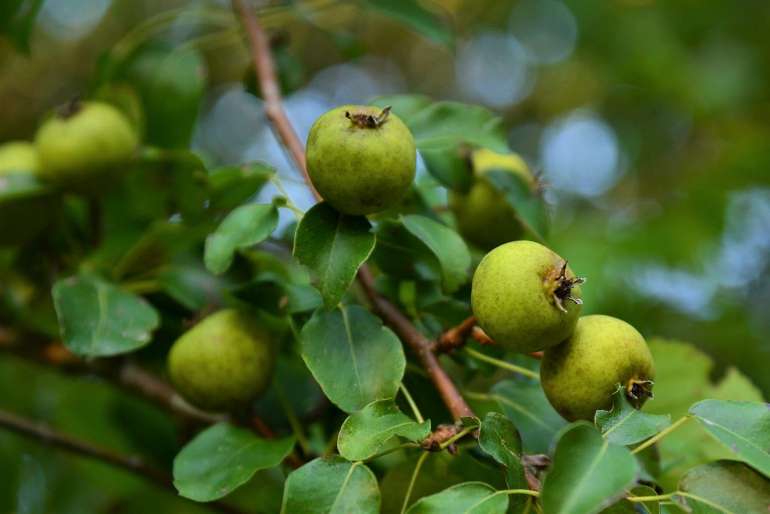 Kleine appels aan een boom op het eiland Vilm