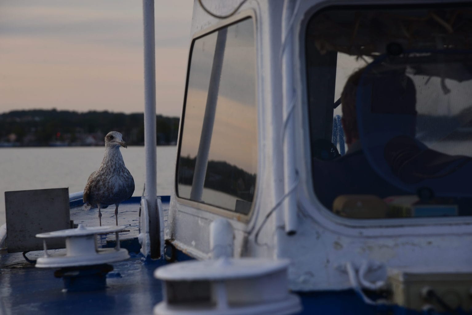 Een meeuw als blinde passagier op een vissersboot op de Duitse Oostzee