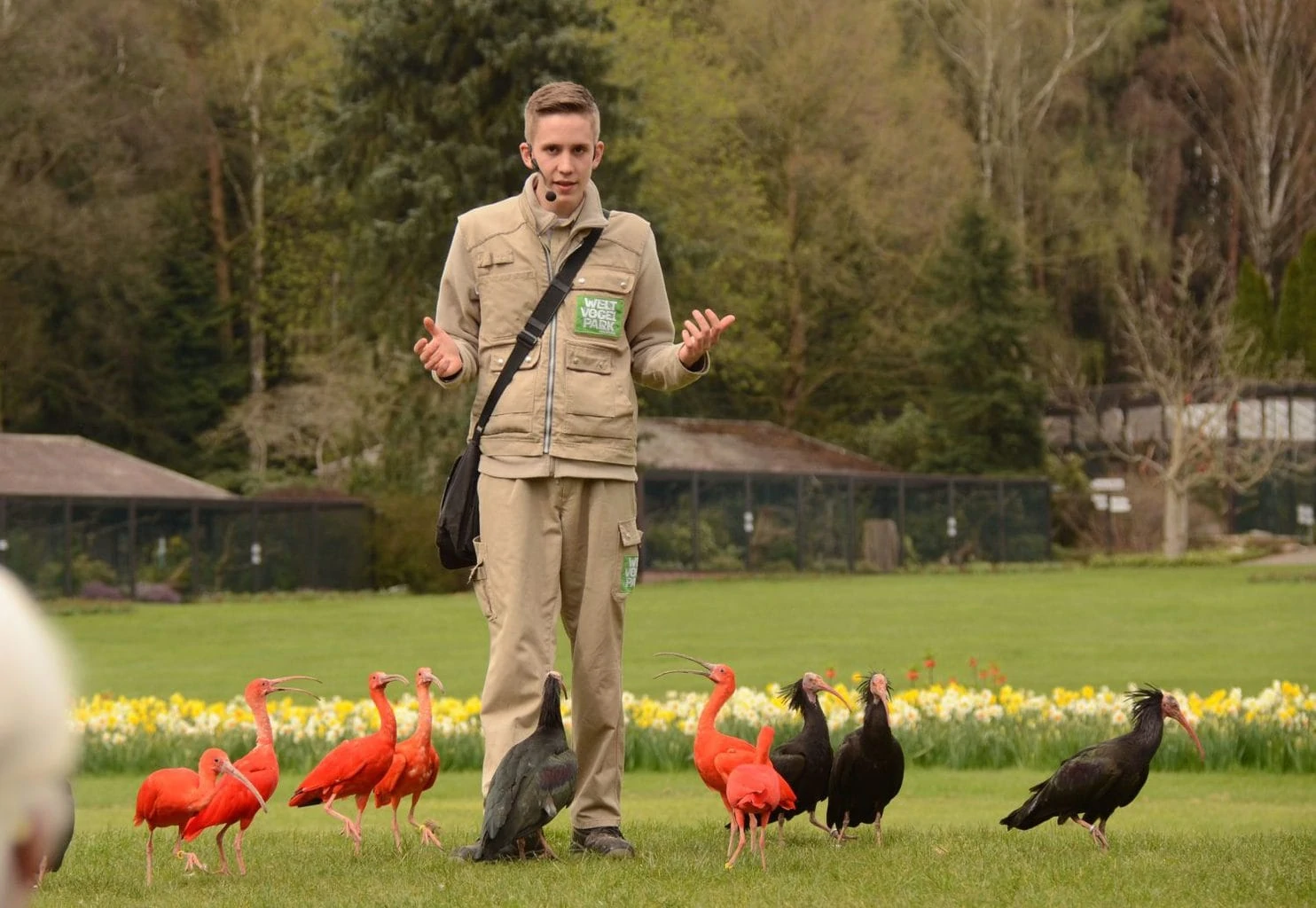 Een park ranger in vogelpark Walsrode in Duitsland met rode en zwarte ibissen