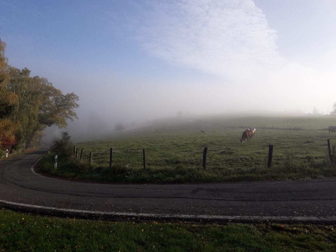 Smal wegje met koeien op weiland in de mist in de Eifel
