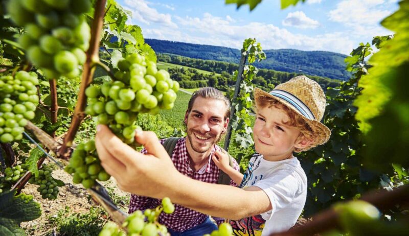 Vader en zoon wandelen in de wijngaarden aan de middenrijn in Bad Hönningen