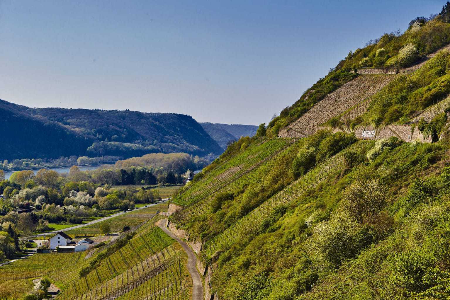 Wandelpad in de wijnbergen van Bad Hönningen