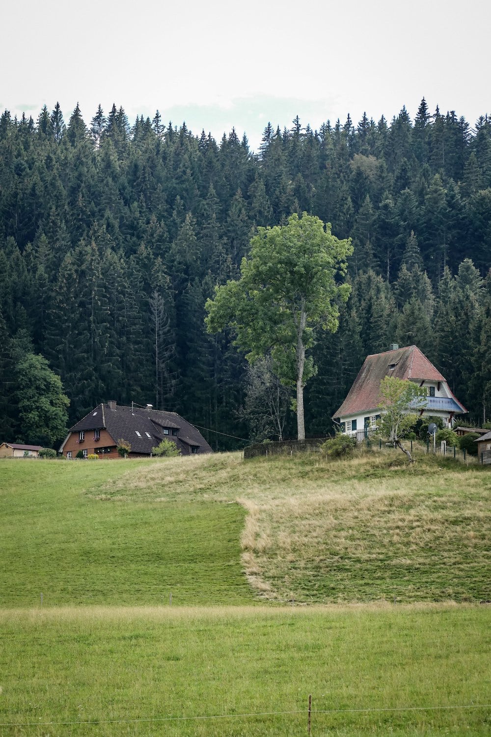 Twee huizen en een boom staan op een berg in het Zwarte Woud. Er is een sparrenbos op de achtergrond.