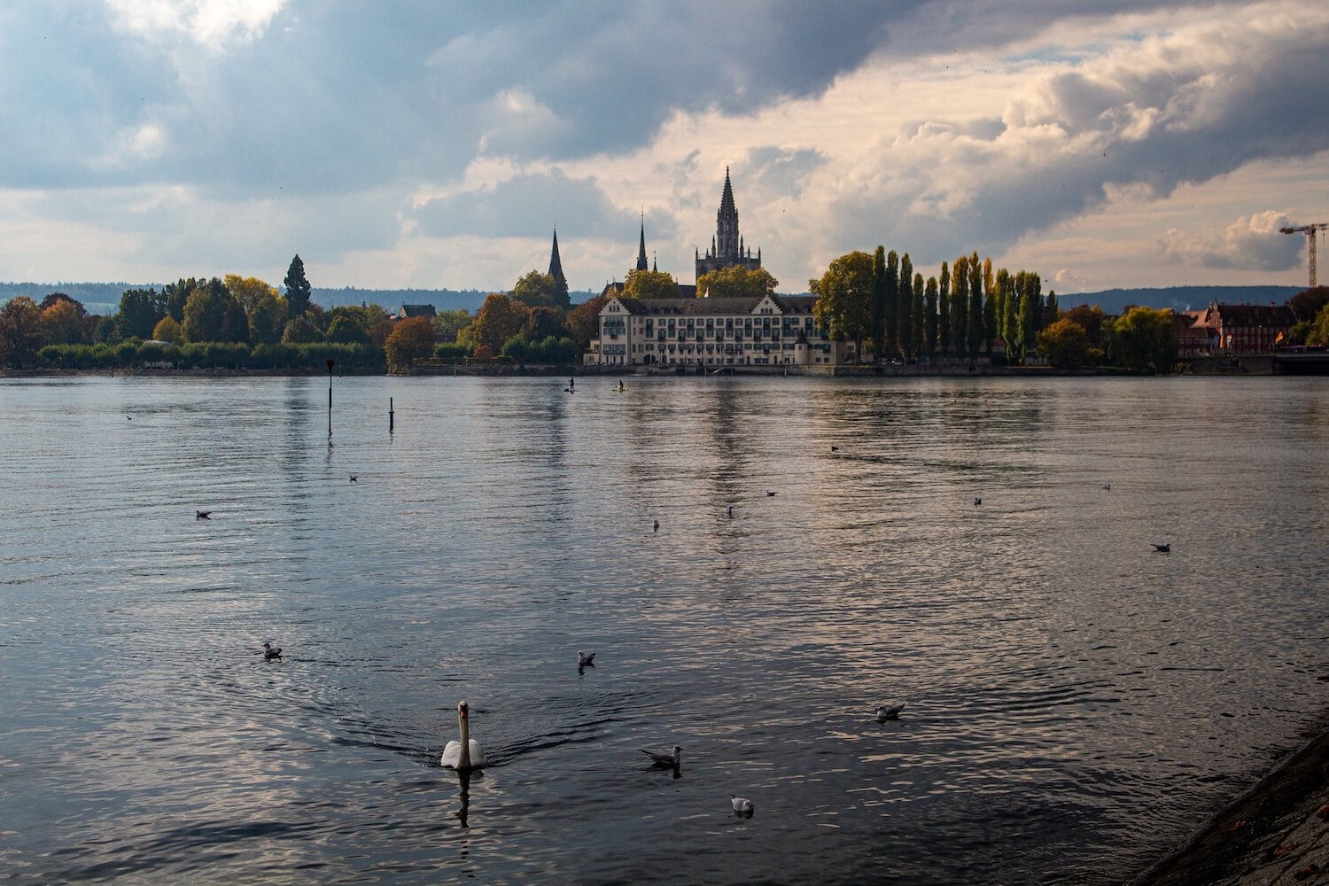 Eenden zwemmen over het Bodenmeer voor het prachtige stadsgezicht van Konstanz