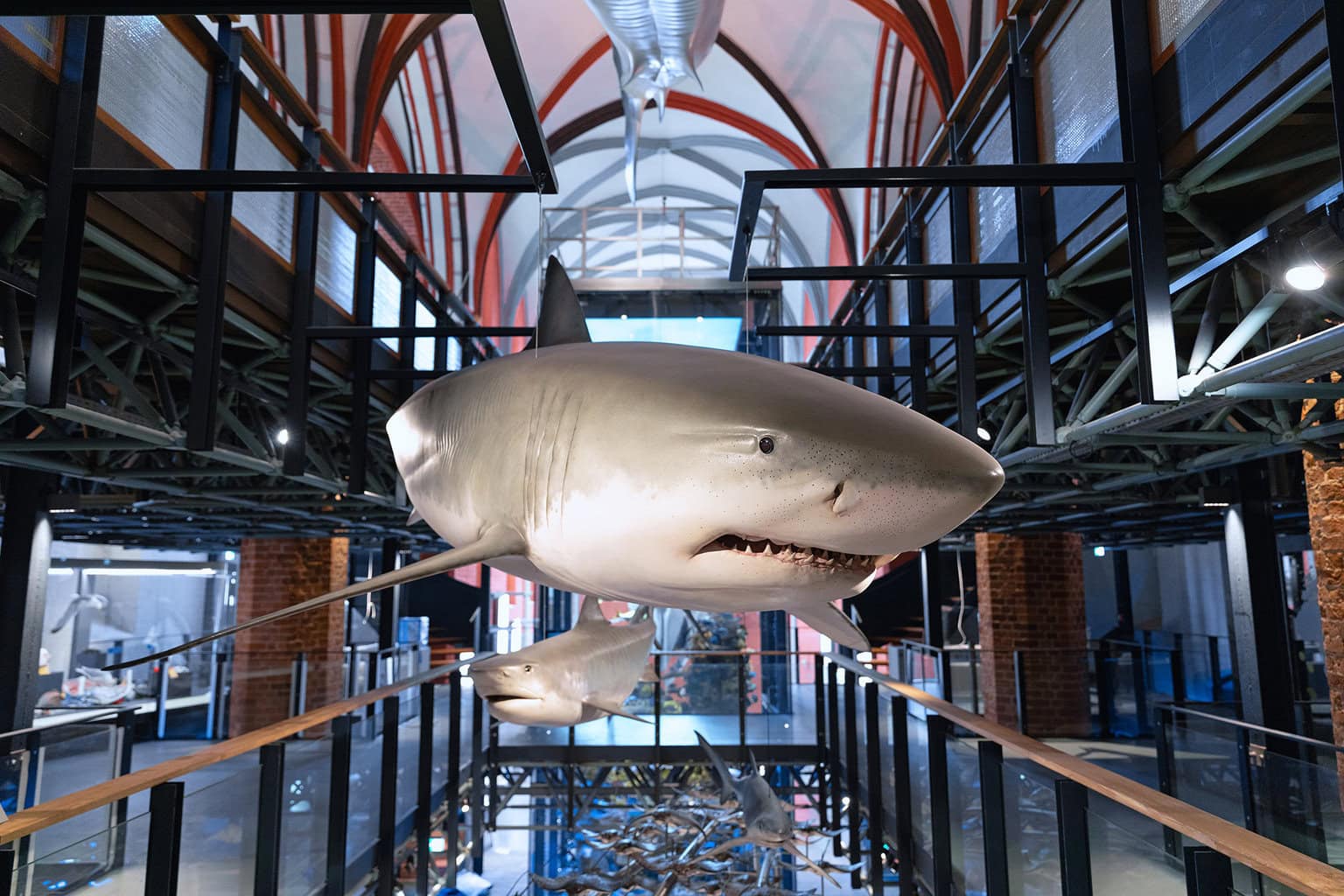 De grote witte haai is aan boord! Hier drijft hij in het onlangs gerenoveerde Maritiem Museum Stralsund. foto: Anke Neumeister/DMM