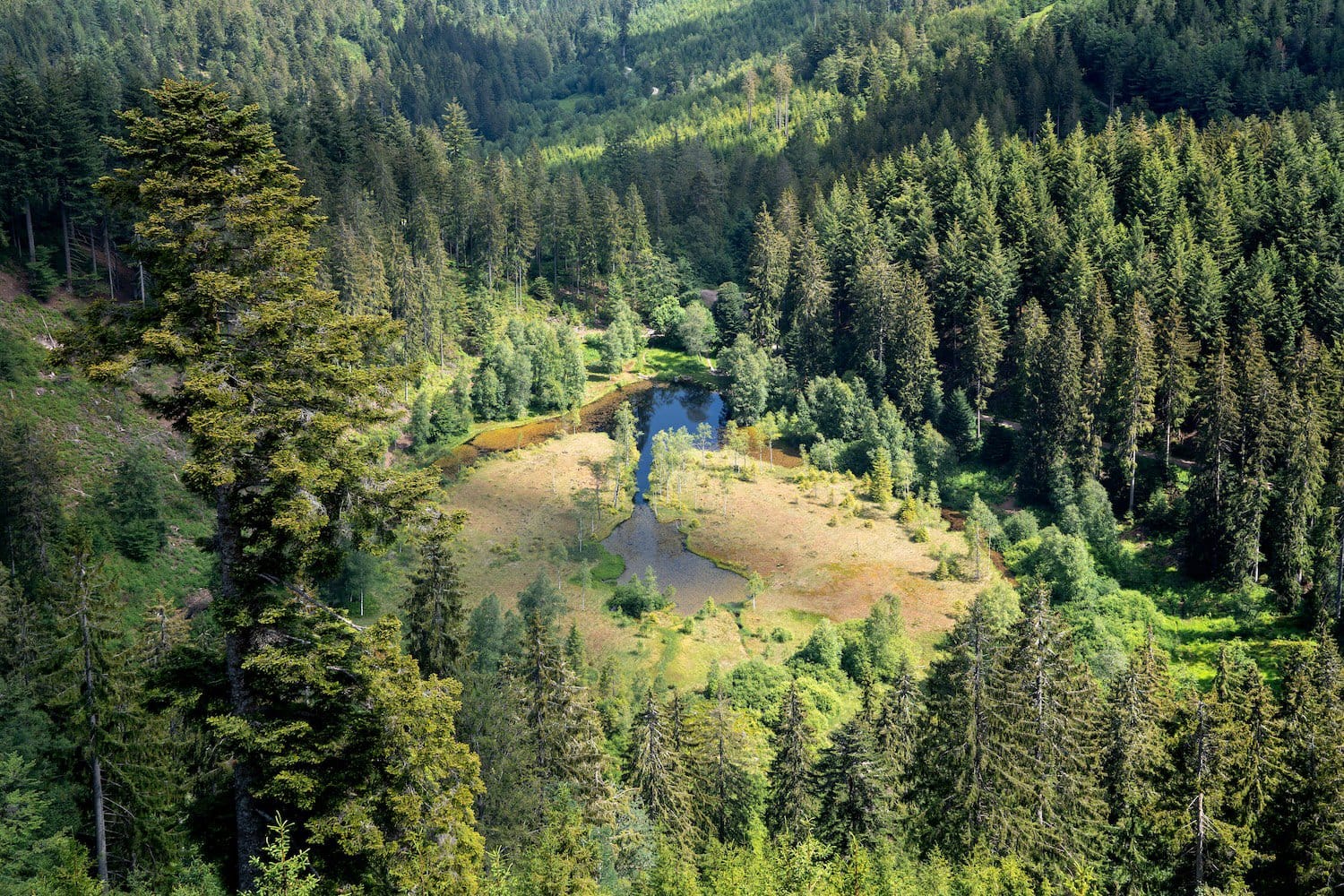 Ingezoomd uitzicht op de Ellbachsee vanaf het uitkijkplatform Ellbachseeblick bij Freudenstadt in het Zwarte Woud, Duitsland