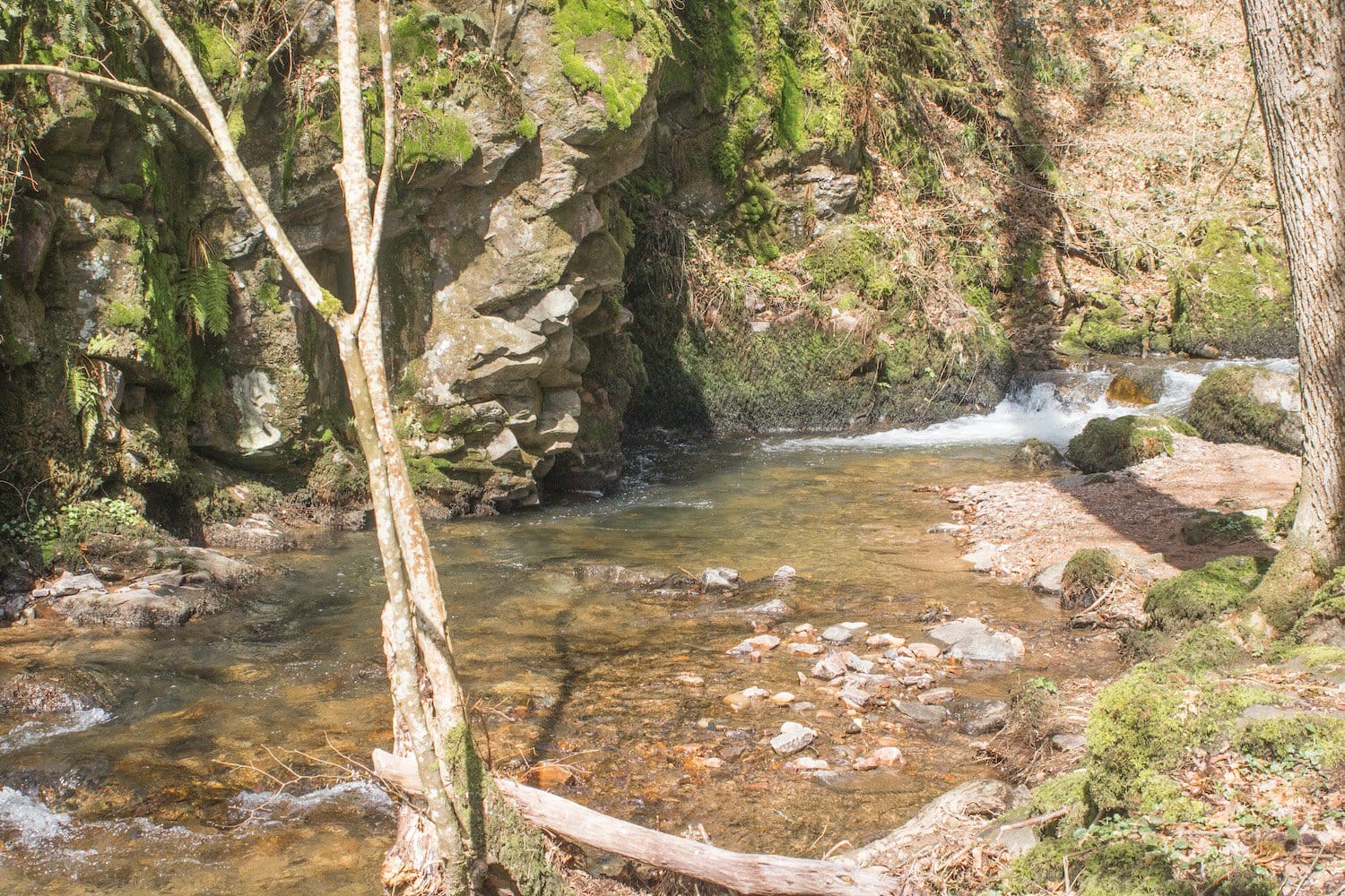 Rivier in het Hotzenwald, Zwarte Woud, Duitsland