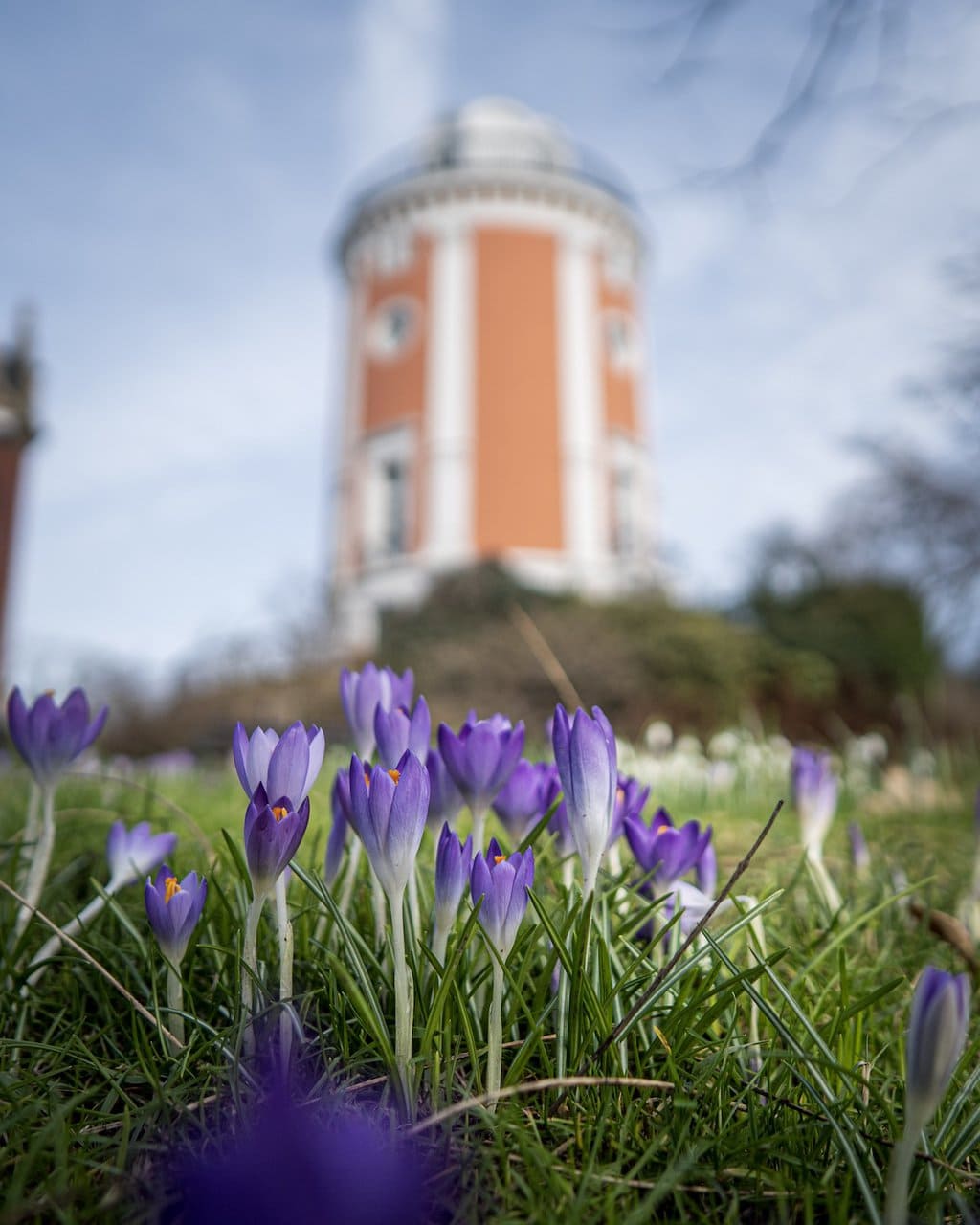 Paarse bloemen voor een gebouw aan de Hardt in Wuppertal, een groene stad in Noordrijn-Westfalen, Duitsland