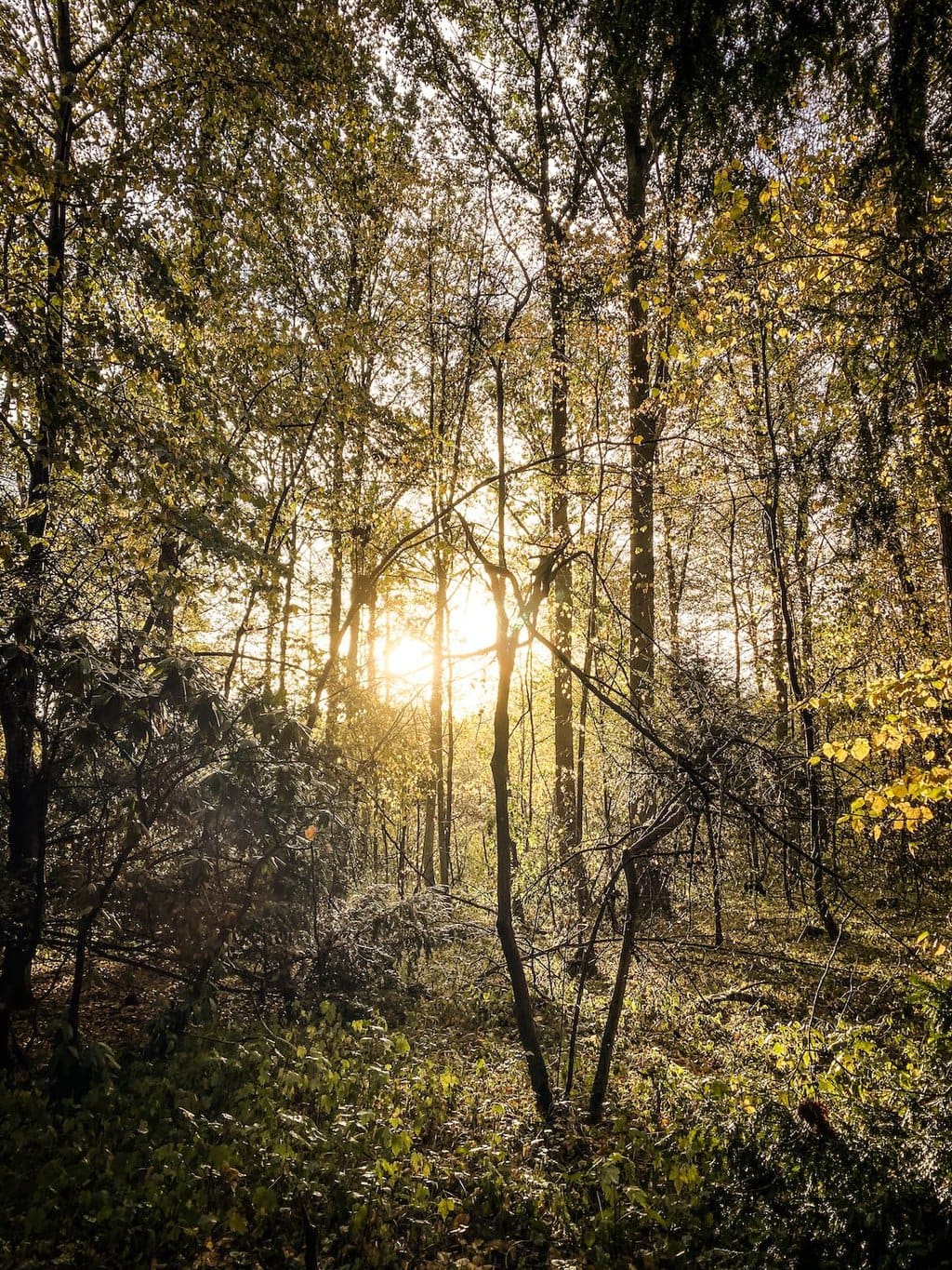 De zon schijnt door de takken op de Wahner Heide in Keulen, Duitsland