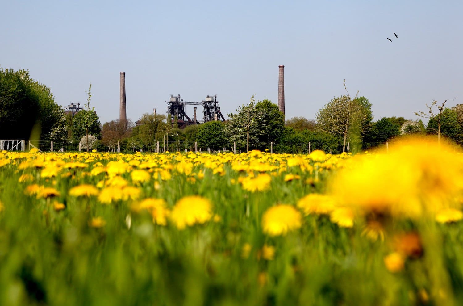 Gele bloemen in het Landschaftspark Nord in Duisburg, Ruhrgebied, Duitsland. Op de achtergrond staat een fabrieksgebouw. Eine groene stad in Noordrijn-Westfalen