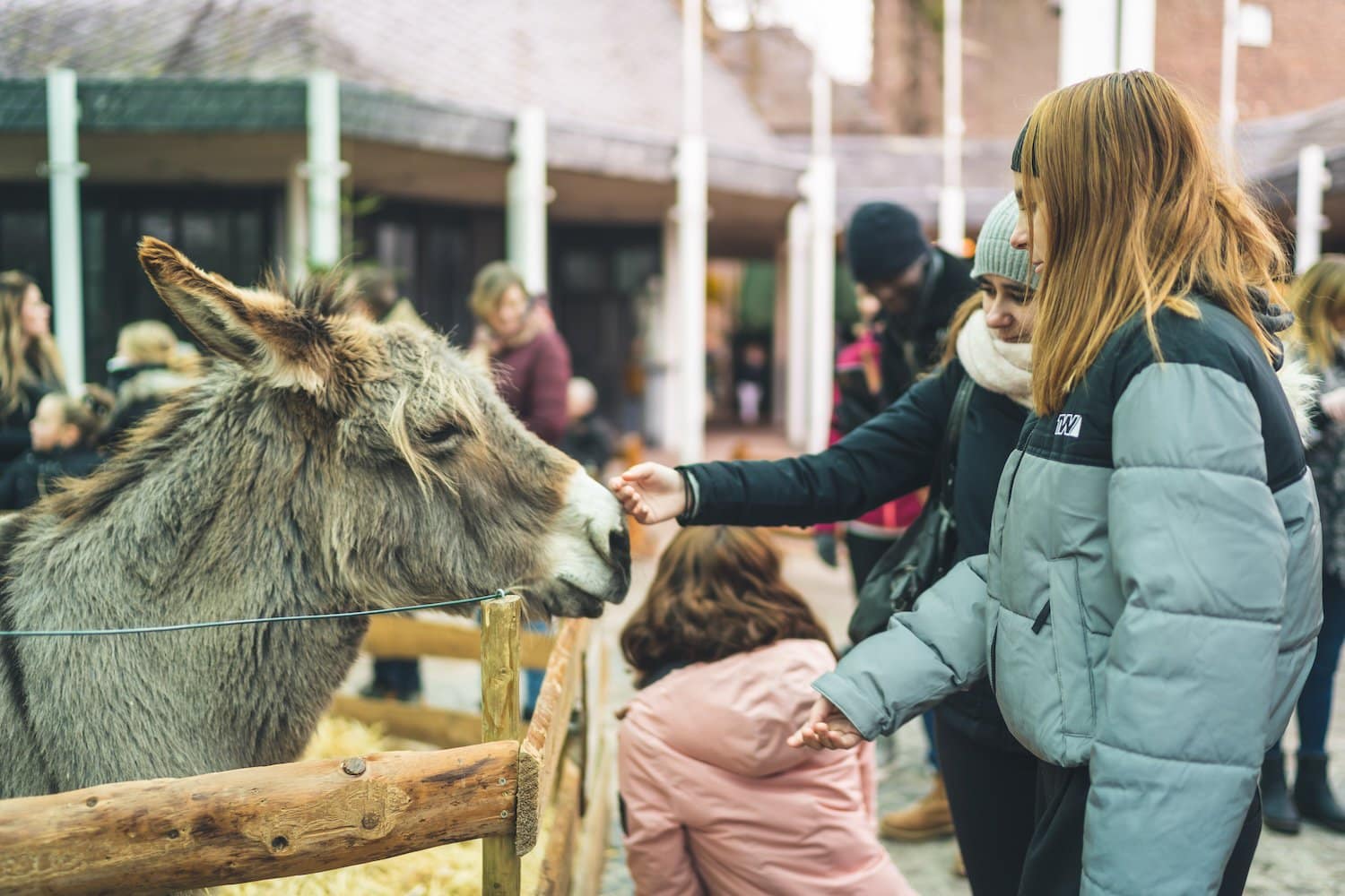 Kinderen aaien ezels op de kinderboerderij op de Krippenmarkt van Kevelar naar Düsseldorf, Noordrijn-Westfalen, Duitsland