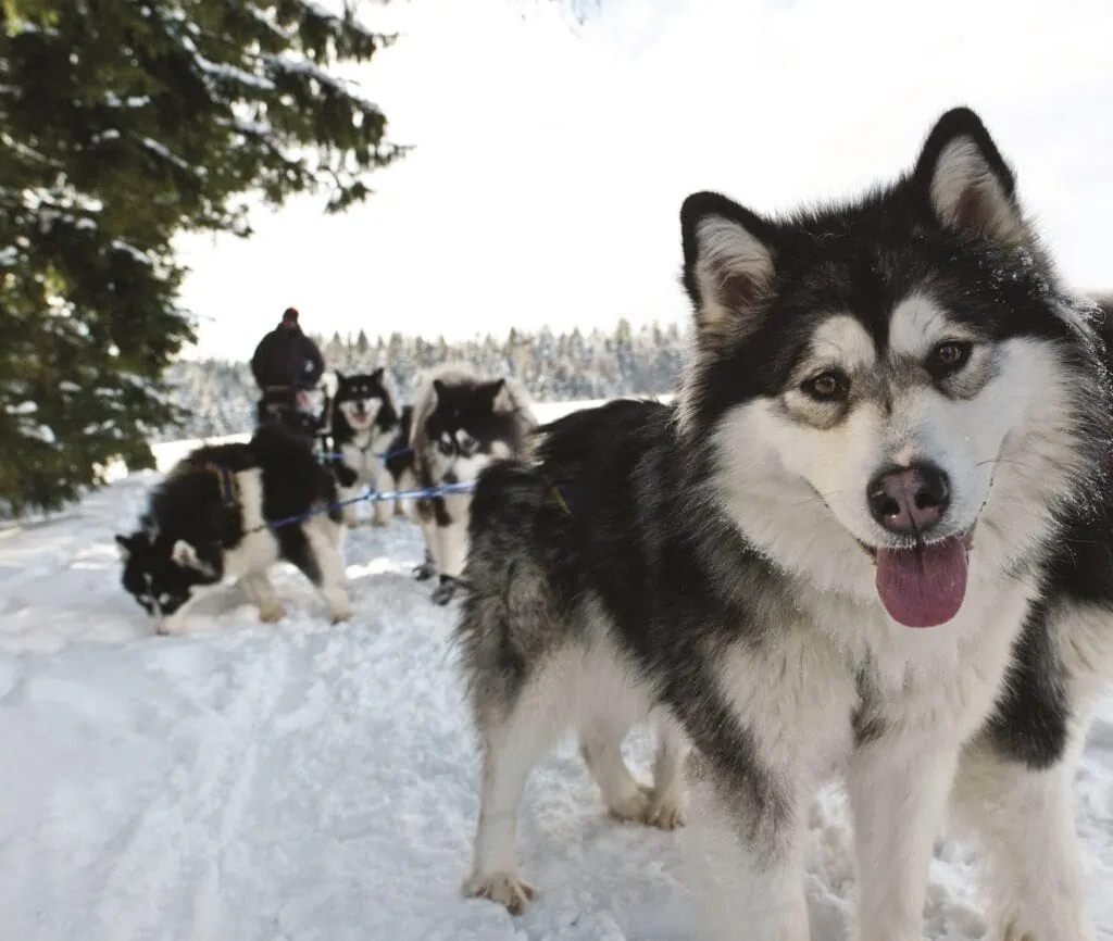 Husky's trekken een slee door de sneeuw als sledehonden in Dreisessel, Duitsland