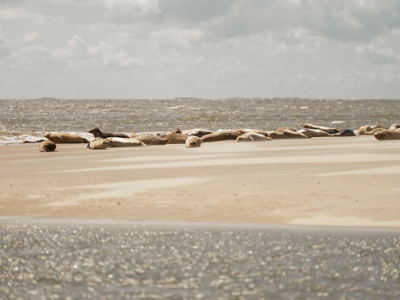 Zeehondenbank op het strand van Borkum