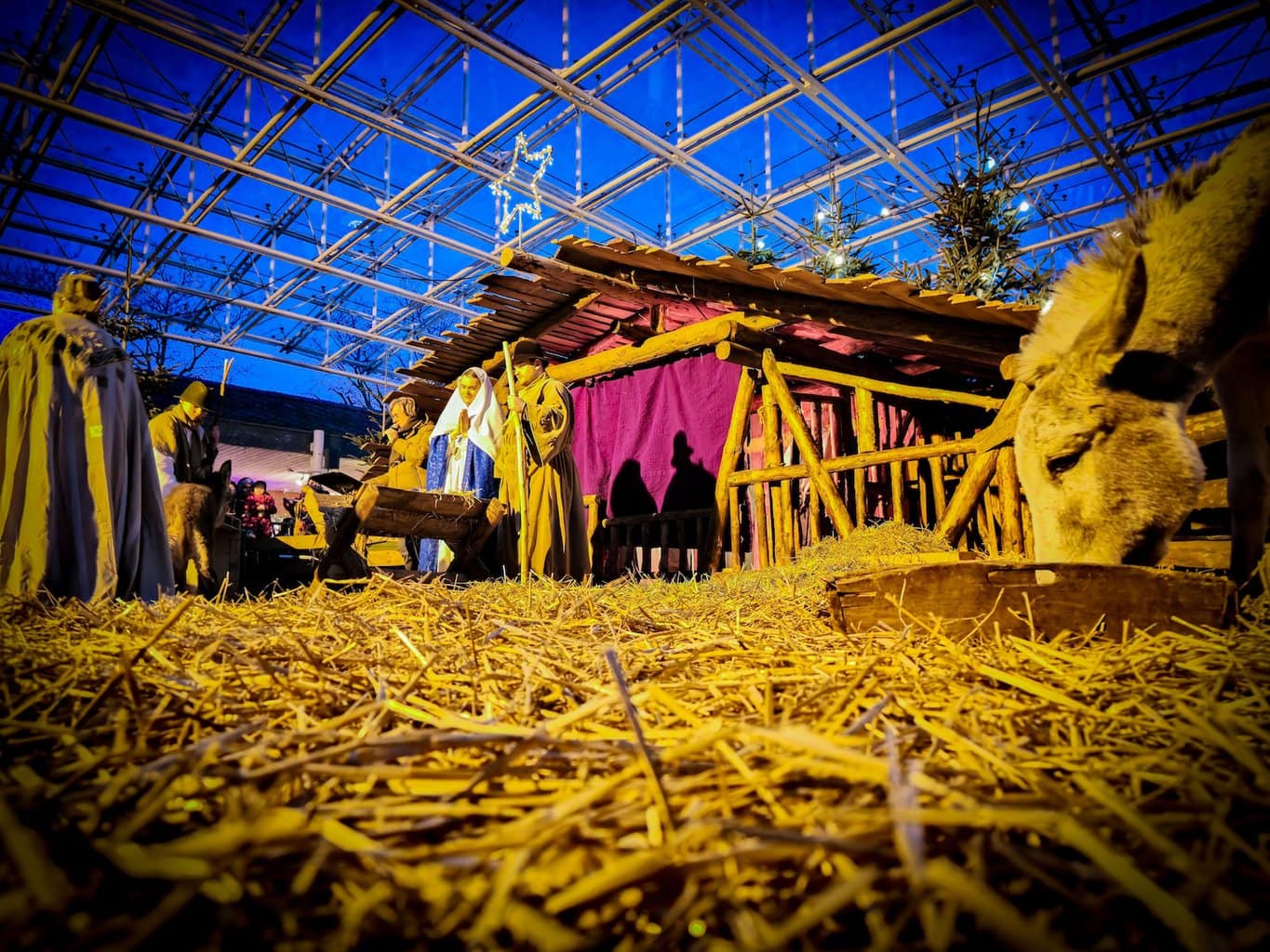 De levensgrote kerststal met levende dieren is een attractie voor groot en klein.