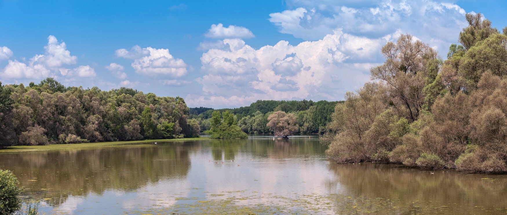 Kühkopf-Knoblauchsaue in Frankfurt am Main in Hessen, Duitsland