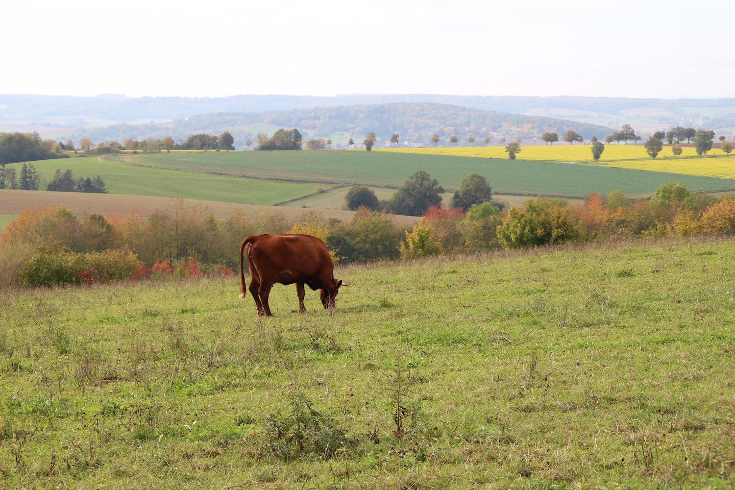 Koe op het wei in het natuur van Göttingen, Duitsland naar het Naturerlebnismuseum