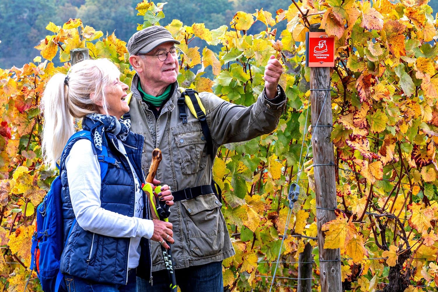 wandelen langs wijnstokken op de Panoramaweg Taubertal naar Beckstein een Recholzheim in het zuiden van Duitsland