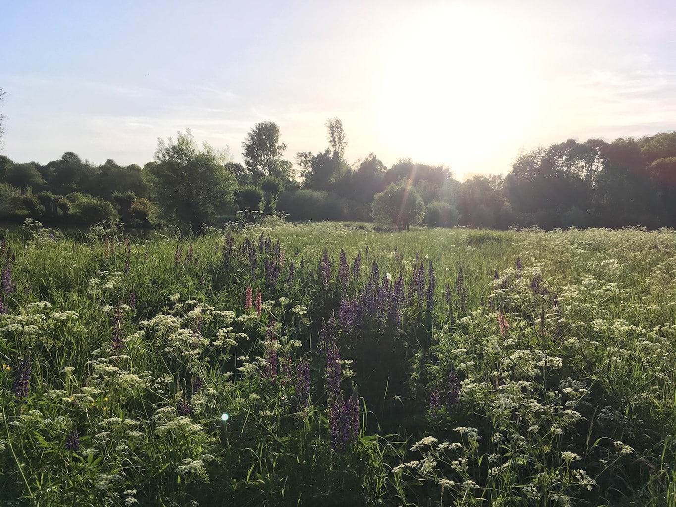 Natuur van Insel Hombroich in Noordrijn-Westfalen, Duitsland