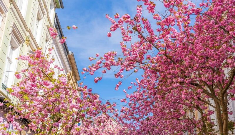 Kersenbloesems onder een blauwe hemel tijdens het kersenbloesemtijd in Bonn, Duitsland