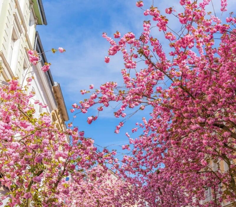 Kersenbloesems onder een blauwe hemel tijdens het kersenbloesemtijd in Bonn, Duitsland