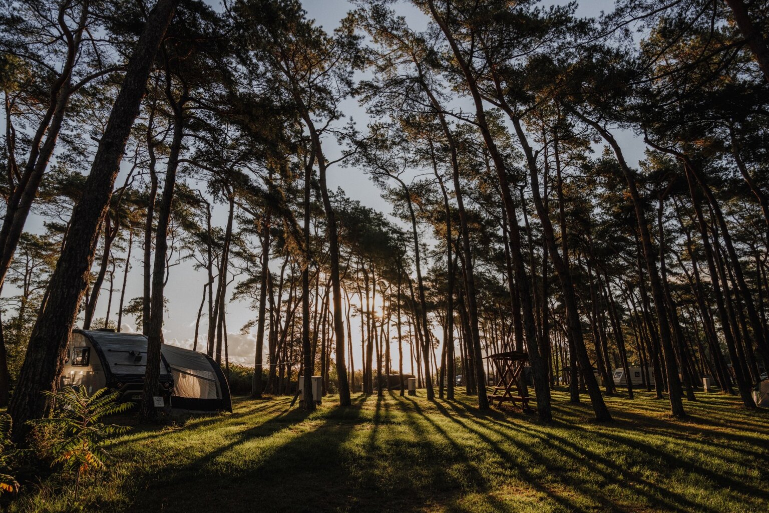 Wildwood Camping op Rügen: Kampeerbus onder hoge dennenbomen in het zachte avondlicht – in de natuur van Duitsland.