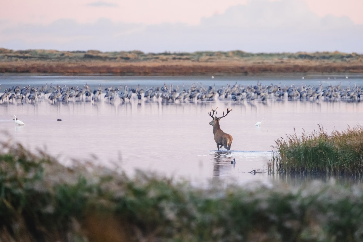 De bronsttijd van herten in het nationaal park Vorpommersche Boddenlandschaft bij zonsopgang in Fischland-Darß-Zingst, Mecklenburg-Vorpommern, Duitsland