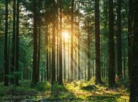 Zonnestralen breken door een dicht naaldbos in de vroege ochtend – een betoverende plek voor Waldbäder in Duitsland en het ervaren van Shinrin-Yoku in zijn puurste vorm.