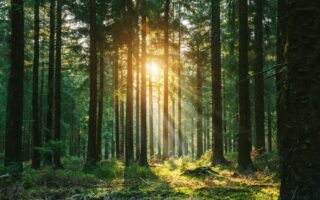 Zonnestralen breken door een dicht naaldbos in de vroege ochtend – een betoverende plek voor Waldbäder in Duitsland en het ervaren van Shinrin-Yoku in zijn puurste vorm.