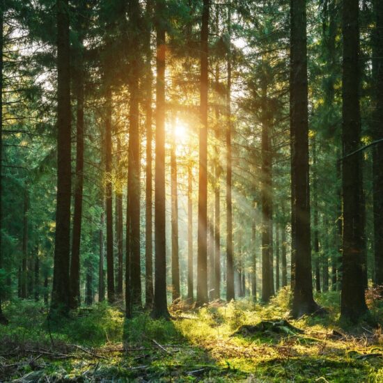 Zonnestralen breken door een dicht naaldbos in de vroege ochtend – een betoverende plek voor Waldbäder in Duitsland en het ervaren van Shinrin-Yoku in zijn puurste vorm.