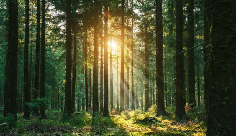 Zonnestralen breken door een dicht naaldbos in de vroege ochtend – een betoverende plek voor Waldbäder in Duitsland en het ervaren van Shinrin-Yoku in zijn puurste vorm.