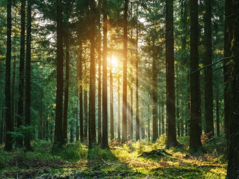 Zonnestralen breken door een dicht naaldbos in de vroege ochtend – een betoverende plek voor Waldbäder in Duitsland en het ervaren van Shinrin-Yoku in zijn puurste vorm.