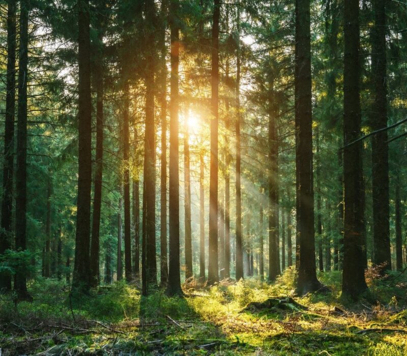 Zonnestralen breken door een dicht naaldbos in de vroege ochtend – een betoverende plek voor Waldbäder in Duitsland en het ervaren van Shinrin-Yoku in zijn puurste vorm.
