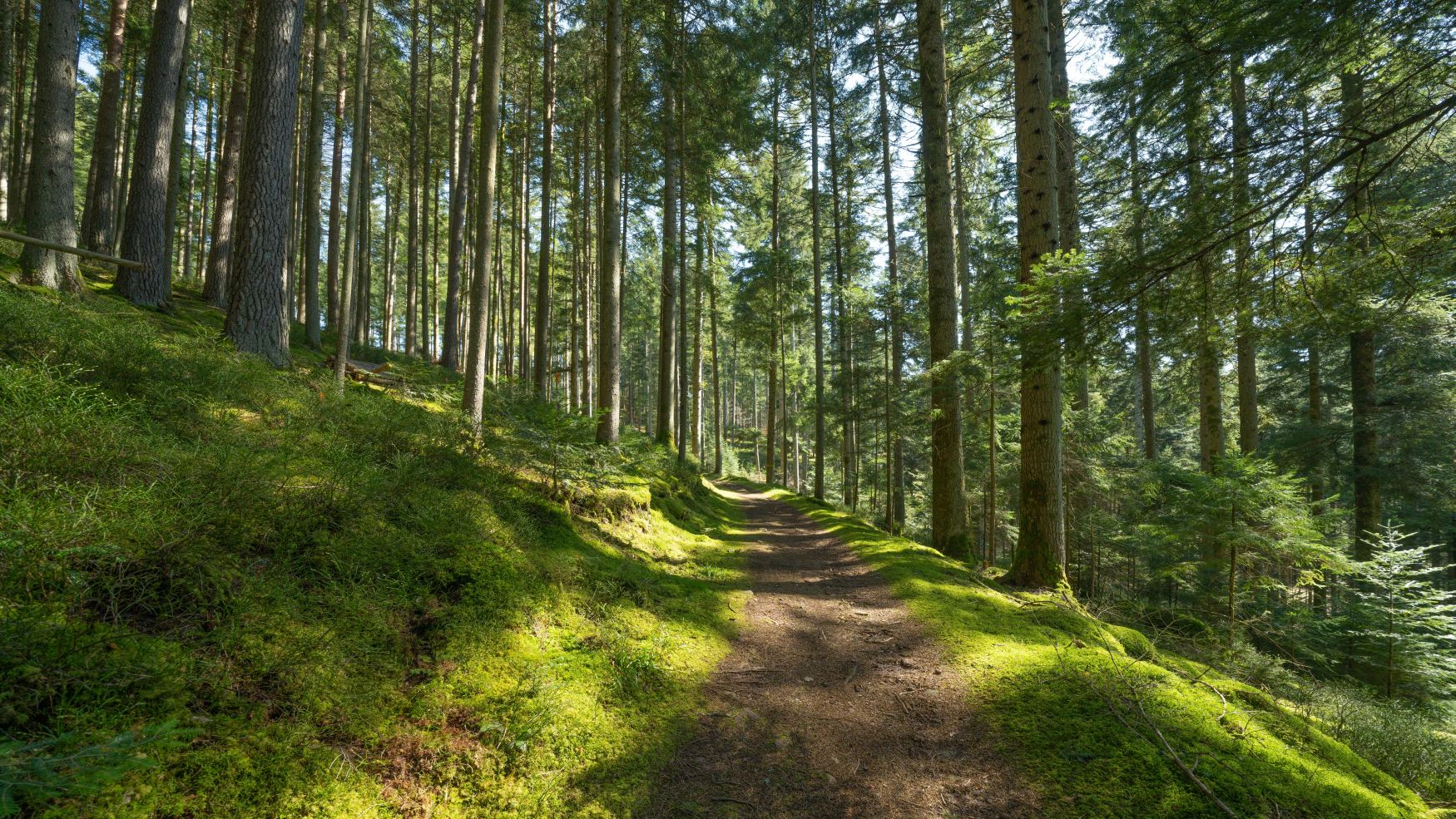 Schaduwrijke bospaden en mosrijke hellingen in het Zwarte Woud – een rustgevende bestemming voor Waldbäder in Duitsland en mindful bosbeleving.