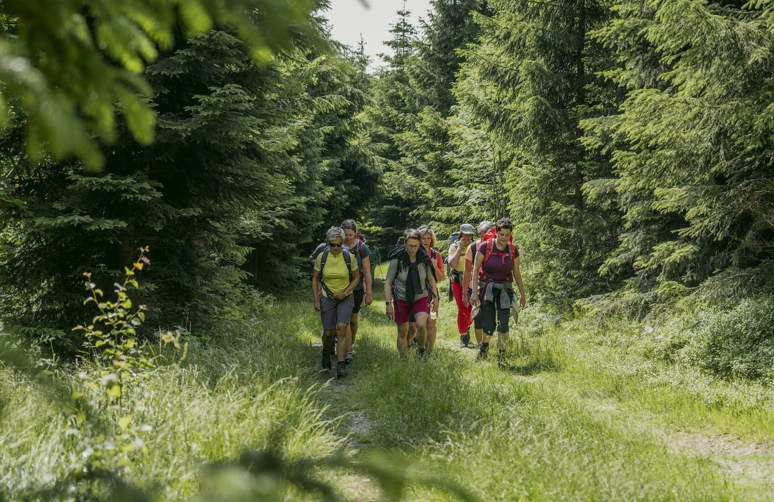 Groepswandeling door het bos bij Oberwiesenthal in het Erzgebirge