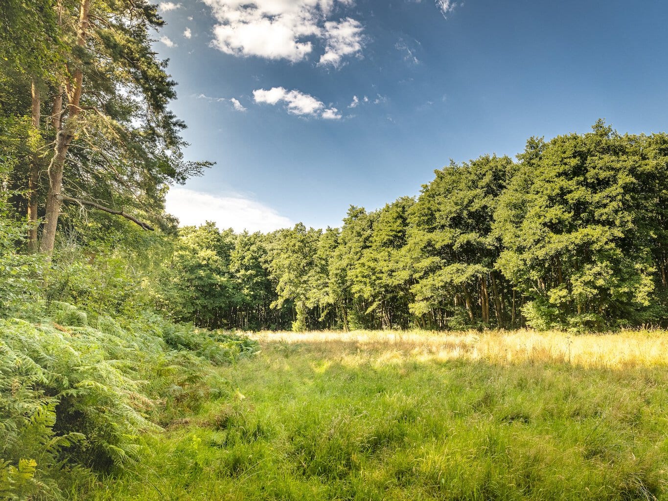 Open plek in het kustbos van de Rostocker Heide bij Graal-Müritz met varens en zonnig grasland aan de bosrand.