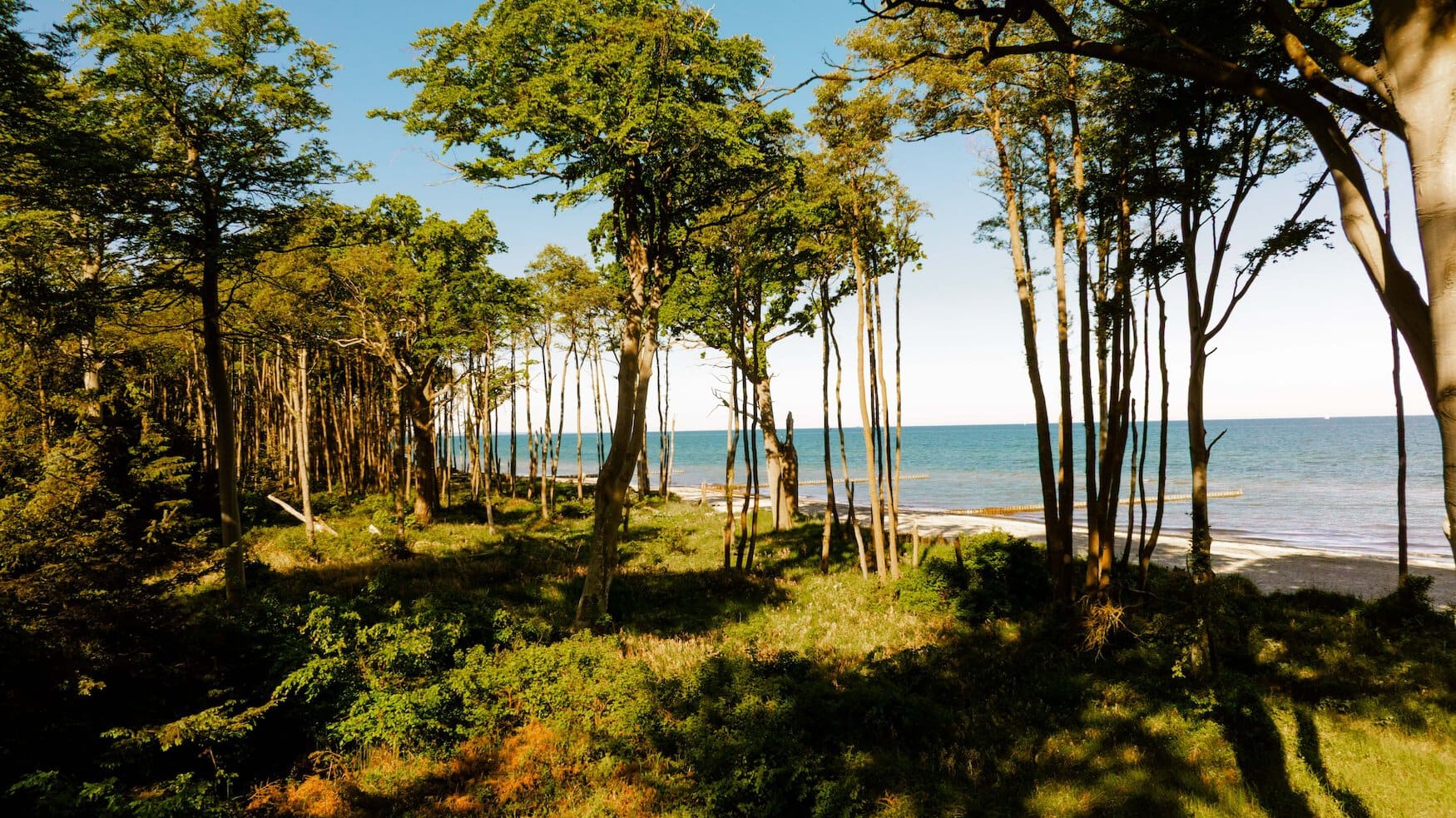 Kustbos vlak aan het strand van de Oostzee bij Graal-Müritz, met doorkijk naar het turquoise water.