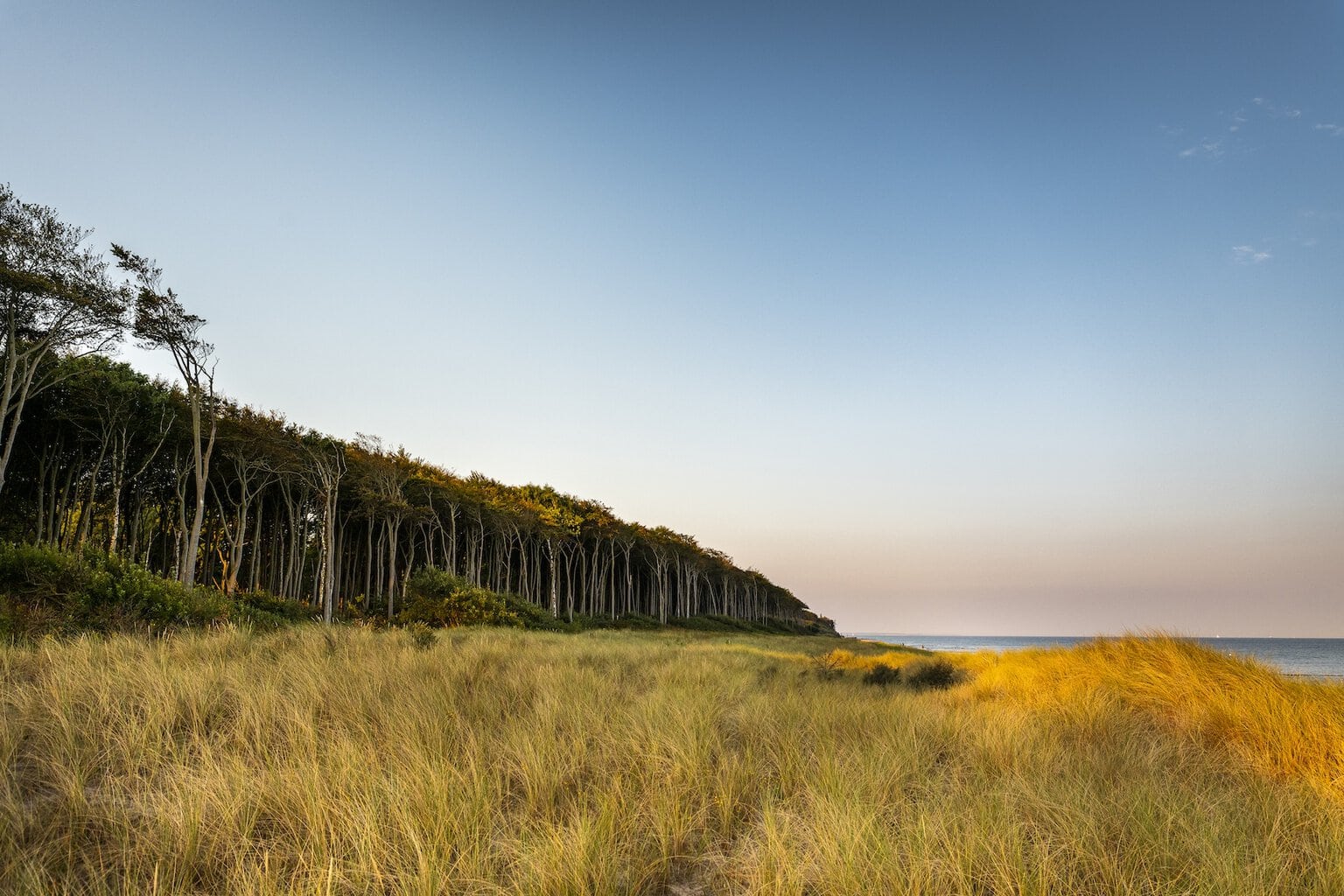 Duingras in het avondlicht met de bosrand van het kustbos langs de Oostzeekust bij Graal-Müritz.